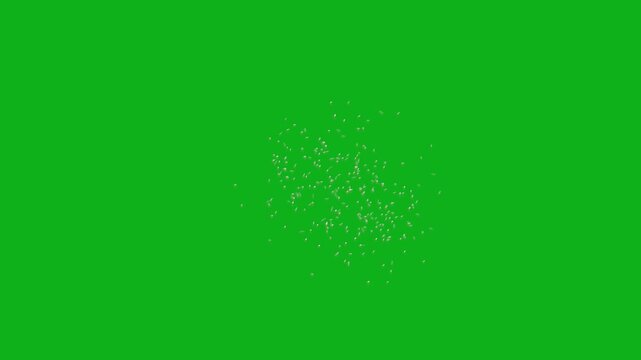 Detailed Macro Shot of a Swarm of Many Midges Flying and Hovering Midair Together with Tiny Delicate Wings on Solid Chroma Key Green Background