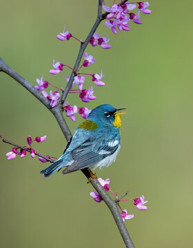 Northern Parula (Setophaga americana) in spring on Rushbud in Southern Ohio