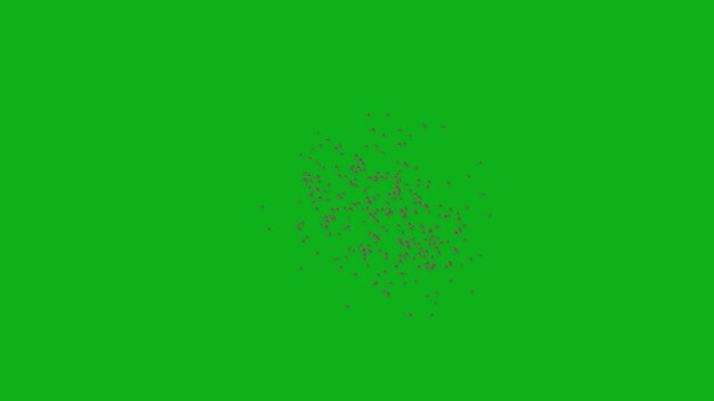 Detailed Macro Shot of a Swarm of Many Flying Insects Hovering Midair Together with Fast Wing Beats on Solid Chroma Key Green Background