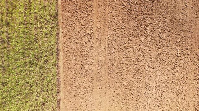 Drone aerial top view dry topsoil plowed supply chain sugar cane field eco farm net zero waste rural plant crop. The way forward asia go green carbon credit neutral ESG SDGs farmer agribusiness land.
