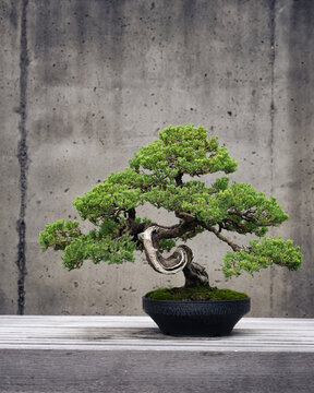 Juniper Bonsai Tree with Exposed Stem and Carved Root