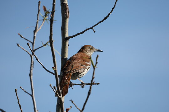 Brown Thrasher (Toxostoma rufum) perched among bare branches beneath a clear blue sky in natural woodland habitat.