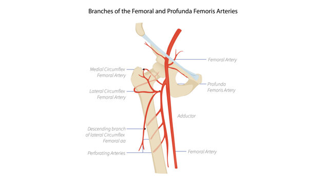 Branches of the Femoral and Profunda Femoris Arteries, the femoral artery, profunda femoris artery, and their major branches supplying the thigh and hip region.