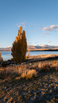 Lake Tekapo shoreline with snowy mountains and clear blue water in New Zealand