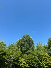 Fototapeta premium Clear Blue Sky Above Lush Green Trees with Copy Space