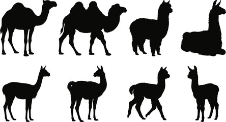 Obraz premium Camel and South American Camelid Silhouette Collection Featuring Dromedary Bactrian Llama Alpaca and Vicuna Vector Set