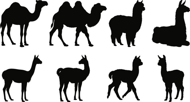 Camel and South American Camelid Silhouette Collection Featuring Dromedary Bactrian Llama Alpaca and Vicuna Vector Set