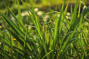 Obraz premium Close up of fresh green elephant grass blades illuminated by warm morning sunlight. Nature background.