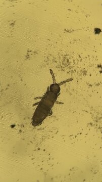 Microscopic View of Springtail Insect Specimen