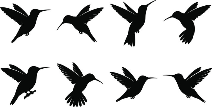 Hummingbird Silhouette Collection with Flying Hovering Perching Bird Poses Wildlife Vector Illustration Bundle
