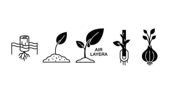 Plant Propagation Methods Icons: Layering, Seedling Growth, Air Layering, Cuttings, Bulb Growing