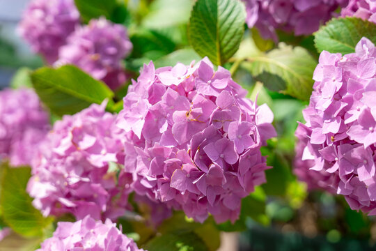 Beautiful blooming pink hydrangea flower with lush green leaf in a garden, romantic summer bloom, vibrant floral beauty, seasonal garden.