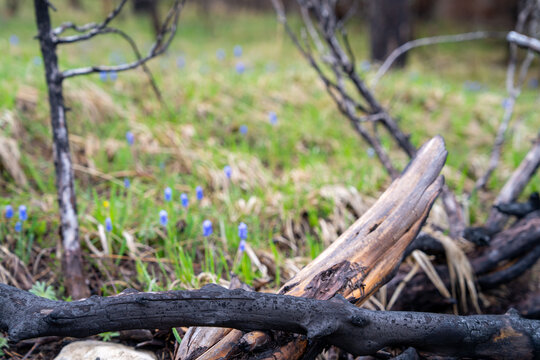 Charred burned branch in the foreground with small blue wildflower growing in a meadow, hope and renewal after forest fire.