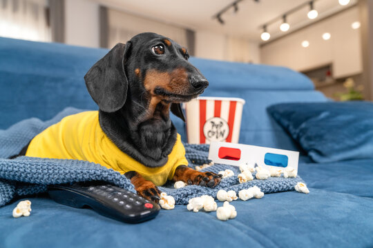 Black dachshund dog in a yellow outfit on a blue sofa with popcorn bucket, 3D glasses and remote, funny movie night, couch potato. 