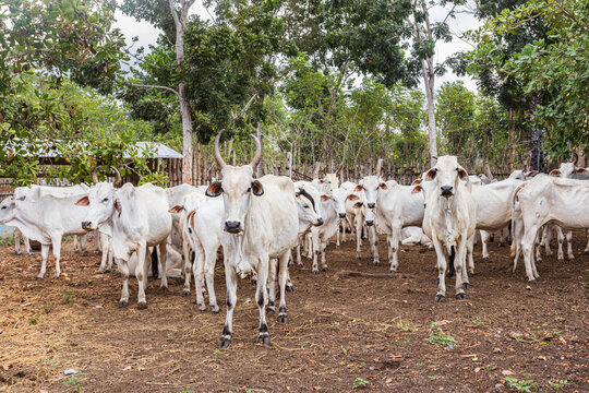These Ongole cattle are well adapted to hot regions like East Sumba. Even with just dry grass for food, they can still maintain a sturdy, well-fed build