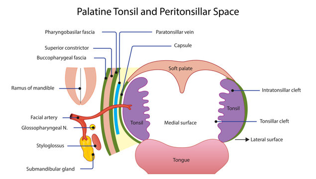 Palatine Tonsil and Peritonsillar Space, the palatine tonsil, tonsillar capsule, surrounding fascial layers, vascular supply, and adjacent neurovascular structures.