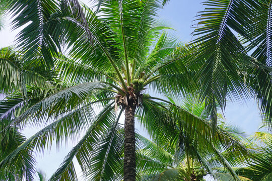 coconut trees