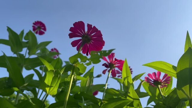 Close-up of a vibrant pink zinnia flower blooming in a lush garden with soft green bokeh background. Natural floral beauty captured outdoors with selective focus and fresh morning atmosphere.
