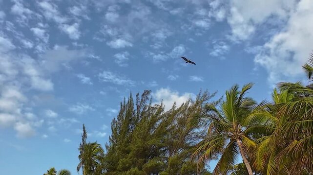 Side to side pan of Isla de Cabras and a large bird flying over the palm trees and trees in a beautiful sunny morning with blue skies. 