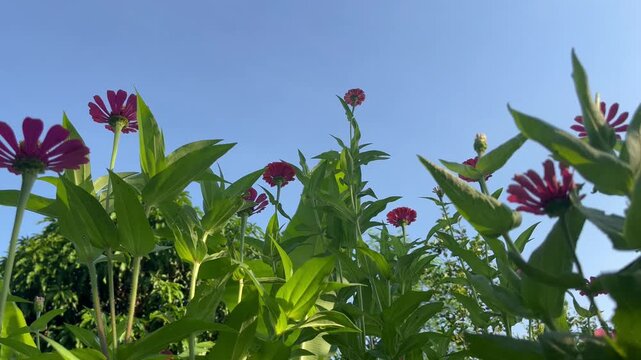 Close-up of a vibrant pink zinnia flower blooming in a lush garden with soft green bokeh background. Natural floral beauty captured outdoors with selective focus and fresh morning atmosphere.
