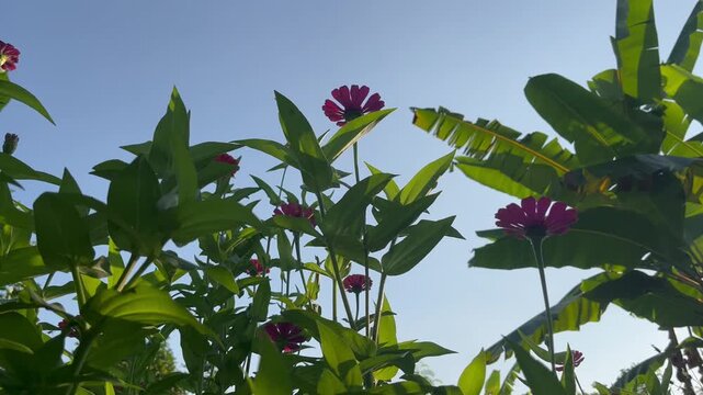 Close-up of a vibrant pink zinnia flower blooming in a lush garden with soft green bokeh background. Natural floral beauty captured outdoors with selective focus and fresh morning atmosphere.
