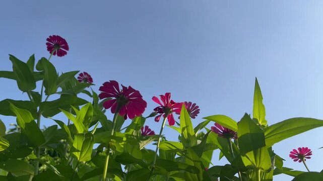 Close-up of a vibrant pink zinnia flower blooming in a lush garden with soft green bokeh background. Natural floral beauty captured outdoors with selective focus and fresh morning atmosphere.
