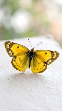 Close-up of a yellow butterfly resting on white surface with butterfly wildlife pollinator beautiful creature entomology colorful