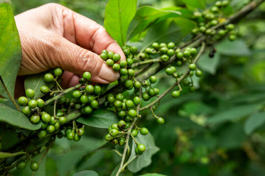 Wild herbs picked in summer - Litsea cubeba fruit