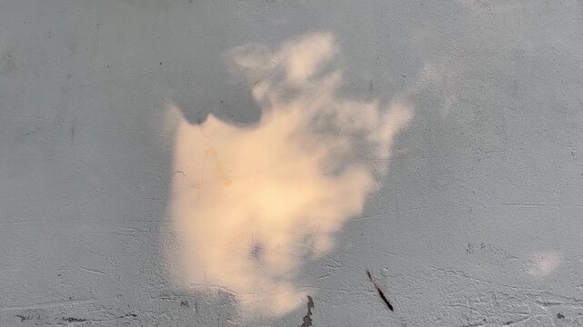 Abstract shadow of tropical leaves cast on a textured wall by natural sunlight, creating a minimalist organic background.