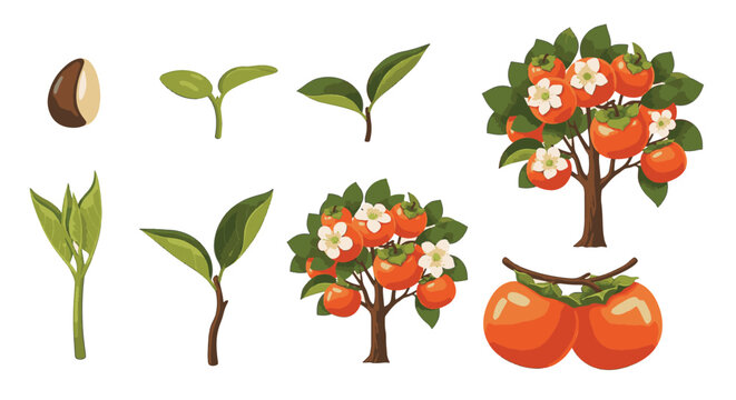 Persimmon tree growth cycle stages isolated on white background, including seed, sprout, seedling, sapling with white blossoms, mature fruit-bearing tree, and ripe orange persimmons.