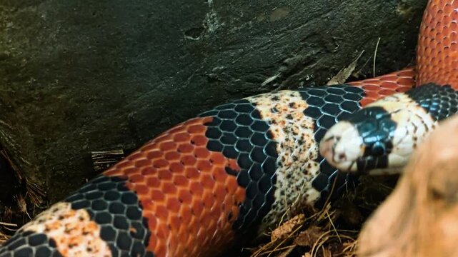 Close up of colorful snake with distinctive red and black patterns