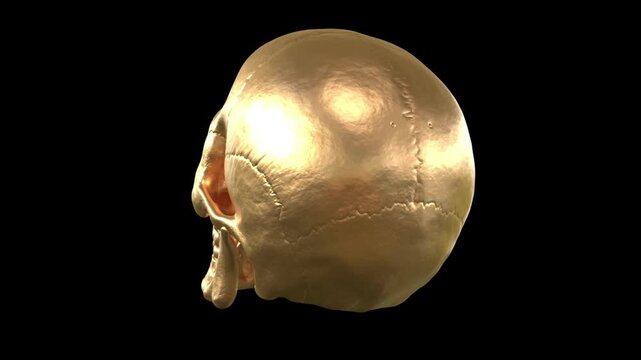 Rotating bronze skull loop with metallic metallic texture turning slowly in seamless hypnotic pattern on dark studio background in 4K Ultra HD footage.
