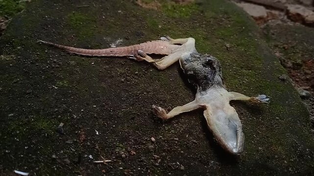 The carcass of a house lizard