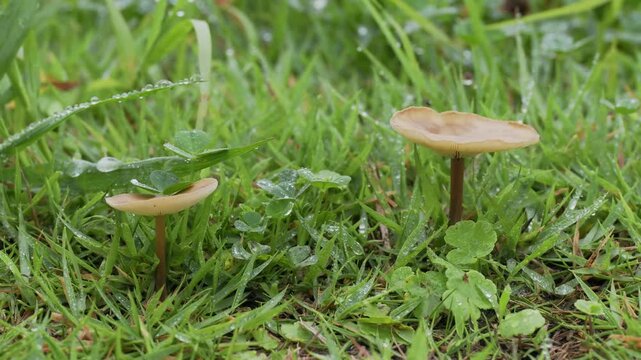 Tokyo, Japan - June 29, 2026: Closeup of Marasmius oreades or fairy ring mushroom
