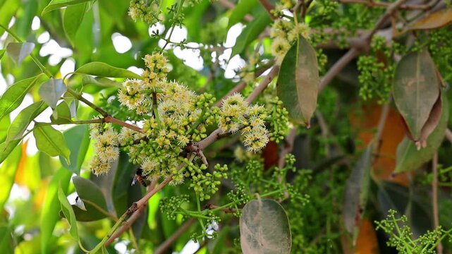 Java Plum flowers tree branches with delicate flowers in a lush green environment 180fps Captured in Cinematic High Detail Footage