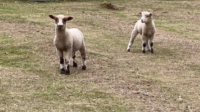 Small lambs and sheep in the farm's green field.