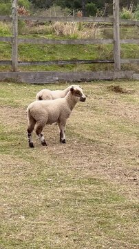 Small lambs and sheep in the farm's green field.