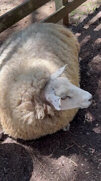 A white sheep lying down, resting on the farm.