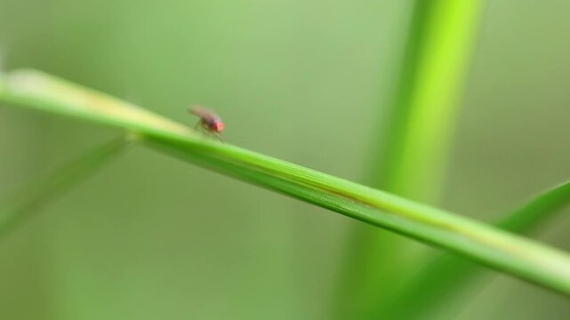 Rice Gall Midge (Orseolia oryzae) Tiny insect resting on a green rice leaf in a lush agricultural 180fps Captured in Cinematic High Detail Footage