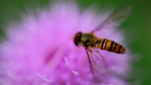 House Fly Sitting on Leaf Surface in Garden Macro 180fps Captured in Cinematic High Detail Footage