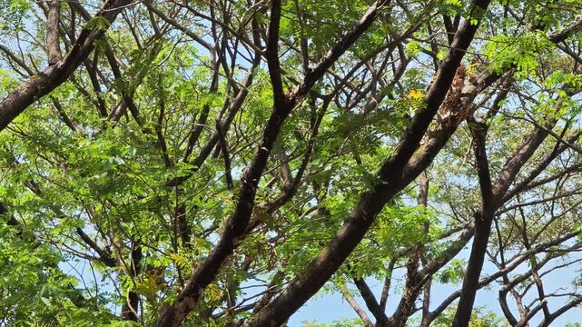 trees in the forest