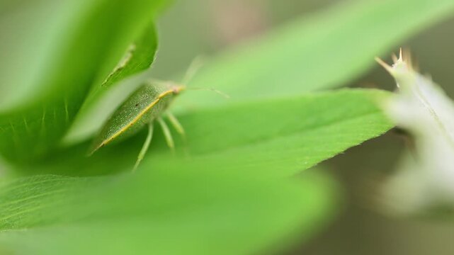 Southern Green Stink Bug (Nezara viridula) Close-up of a green stink bug resting on vibrant green 180fps Captured in Cinematic High Detail Footage
