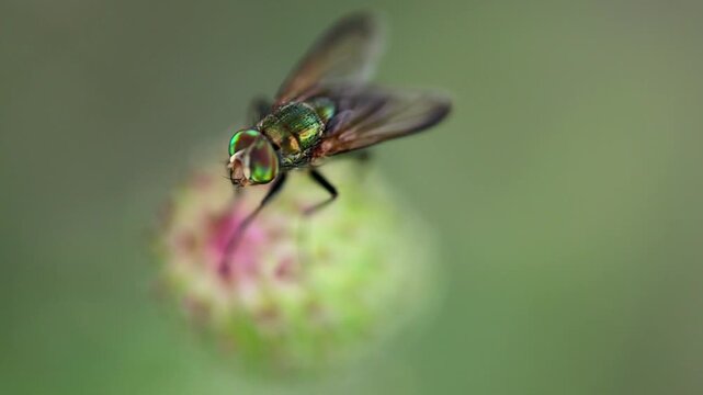 Hoverfly Pollinating White Clover Flower Macro Close Up 180fps Captured in Cinematic High Detail Footage