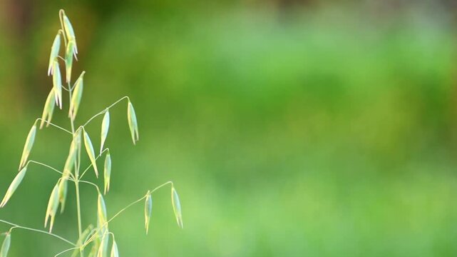 Green Foliage and Fruit Buds on Branch Close Up 180fps Captured in Cinematic High Detail Footage
