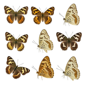 Rabbit and hare faces in cute animal collection illustration isolated on transparent background, isolated on white background