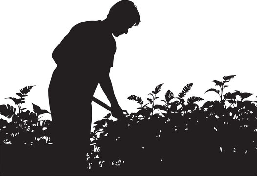Silhouette of a man gardening, digging in a field with plants