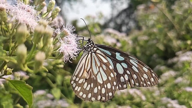 Blue Tiger Butterfly Feeding on Wildflowers in Natural Habitat, Butterfly Macro Close Up, Pollination, Tropical Wildlife, Garden Butterfly, Slow Motion Cinematic Nature Footage