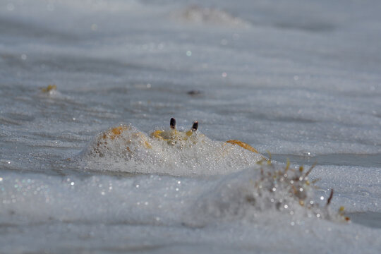 An Atlantic ghost crab, draped in seafoam, rests along the shoreline at St. Augustine Beach in Florida.