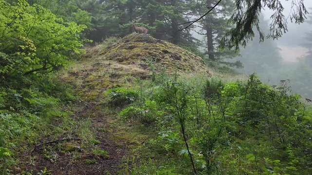 4K footage of a curious deer pausing in a dense forest on Saddle Mountain in Oregon's Coast Range, USA, before calmly returning to graze in misty Pacific Northwest woodland.