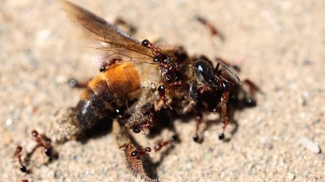 Detailed Macro Of Ants And Dead Honey Bee 180fps Captured in Cinematic High Detail Footage